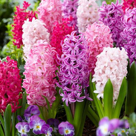 Mixture the Pinks, Hyacinth Bulbs image number null